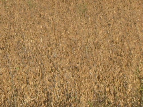 Property photo 44 - 110+/- Acres offered in 4 Tillable Tracts